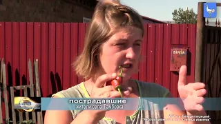 Новости ИЦ СИ 09 08 2022 г  Несанкционированный выпас скота в с  Тамбовка