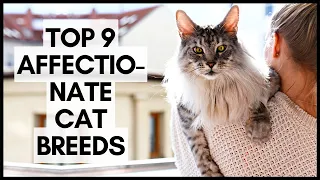 Top 9 Affectionate Cat Breeds