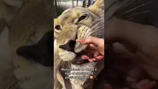 Big Cat Mouthing Affection! AMAZING