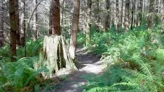 Tokul Creek Mountain Biking | Seattle, Washington