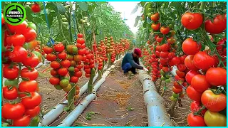 The Most Modern Agriculture Machines That Are At Another Level , How To Harvest Tomatoes In Farm ▶3