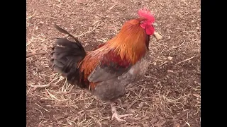 Routine Chicken Coop Maintenance with Diatomaceous Earth