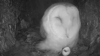 Barn owl Realises her Egg is Broken | Gylfie & Dryer | Robert E Fuller