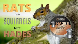 Rats And Squirrels Meet Hades - Air Rifle Pest Control
