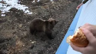 медведица пришла в гости покушать.Камчатка,Россия(bear came to visit out.Kamchatka, Russia)