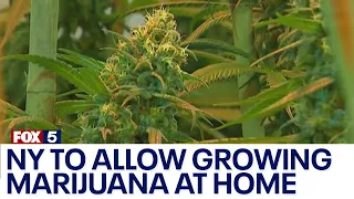 NY to allow residents grow marijuana at home