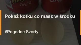 Pokaż kotku co masz w środku | Pogodne Szorty