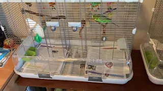 Deep cleaning your bird cage