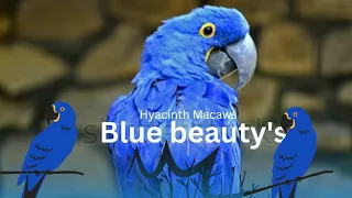 Blue beauty "Hyacinth Macaws: Majestic Giants of the Rainforest"