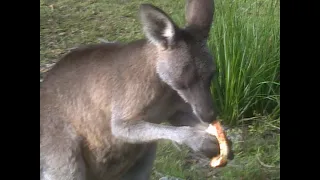 Kangaroos' ANZAC Day Breakfast Visitation...