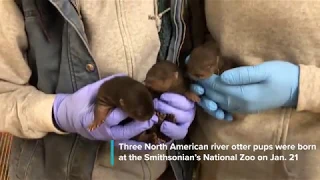 Otter Pups Born at the Smithsonian's National Zoo