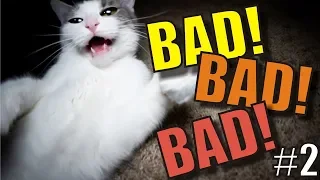 Talking Kitty Cat 66 - BAD! BAD! BAD! #2