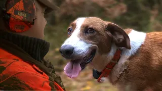 DRIVEN HUNT FOR ROE DEER - Using Drever dog for a successful hunt