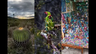 Webinar: Following the green macaws: An exploration of the wildlife and high life of Mexico