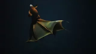 Close Encounter With a Vampire Squid | Nautilus Live