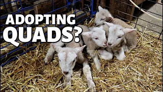 Another set of quads, another ewe goes down & how I record lambs (DAY 11):  Vlog 273