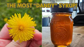 Foraging Dandelions & Making Dandelion Syrup!