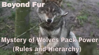 Mystery of Wolves Pack Power (Rules and Hierarchy)