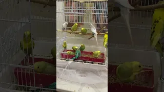 Beautiful parakeet