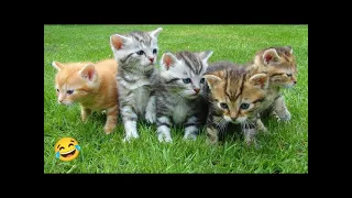 When God sends you funny dogs and cats 😂 Funniest cat ever 🐶#5#cats #catlover #catvideos