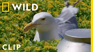 Trapping herring gulls at the Javits Center | Extraordinary Birder with Christian Cooper