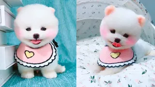 Cute and Funny Pomeranian Videos 104 #Shorts