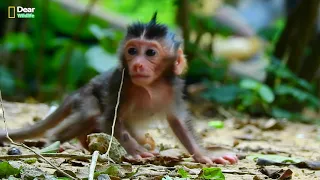 Adorable, pitiful newly baby Roso is trying to request milk but mom Rosy blocks milk