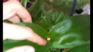 Орхидея Дендрофаленопсис после пересадки. Деление куста.