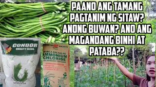 How to planting Green Beans?? ano Ang magandang Binhi at pataba?? Anong buwan magandang magtanim