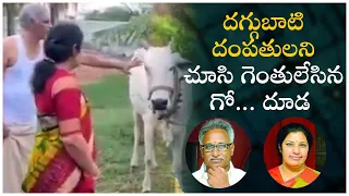 Daggubati Venkateswara Rao And Daggubati Purandeswari  At Karamchedu On the day of Gokulashtami