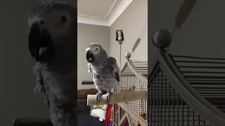 Evil laugh👹🤣#animals #birds #fun #fyp #lol #parrots #pets #africangrey #funny #cute #shorts #reels