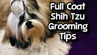 Full Coat Shih Tzu Grooming Tips.