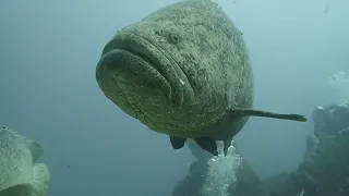 Goliath Grouper Dive 08/26/22