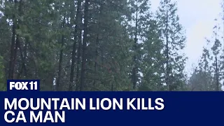 Deadly mountain lion attack