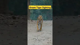 Dream Tiger Sighting in Dhikala Jim Corbett #shorts #tiger #trending