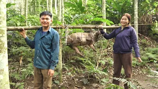Selling a wild boar with high price. Robert | Green forest life
