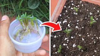 How to germinate Adenium seeds 🌺✅ | Desert rose from seed 🌱