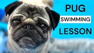 Dog Swimming Lesson 😎 Can Pugs Swim?