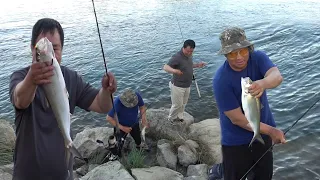 American Shad Fishing at The Feather River Oroville, 2024