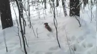 Такса в зимнем лесу