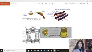 cellula vegetale