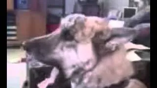 Dog with human voice