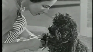 KenLmeal Dog Food Commercial (1959) - The Dog In Your Life
