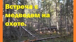 Встреча с медведем на охоте.