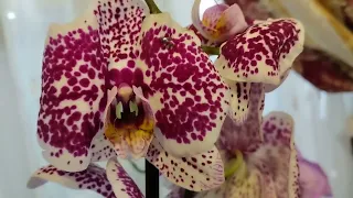 Новые покупки орхидей и незнакомые жители