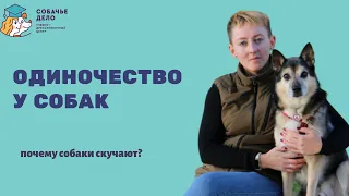 Почему собаки скучают одни? Как избежать страха одиночества у собаки?