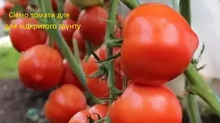 Сію томати для відкритого грунту . розпікірувала квіти . Як виглядають мої перці та баклажани.