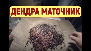 ЧЕРВЬ ДЕНДРОБЕНА  пересадка маточника в свежий субстрат.