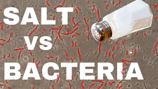 SALT vs BACTERIA under Microscope - Salt as a Food Preservative?