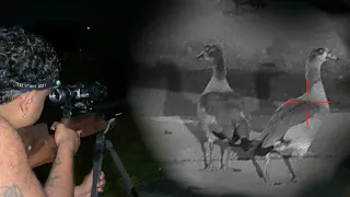 .22 Cal PCP Air Rifle Egyptian geese and Muskovy duck Removal Job! Infrared Night Vision Hunt!